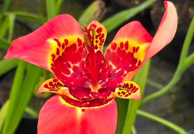 Tiger Flowers : A Colorful Addition to Your Garden