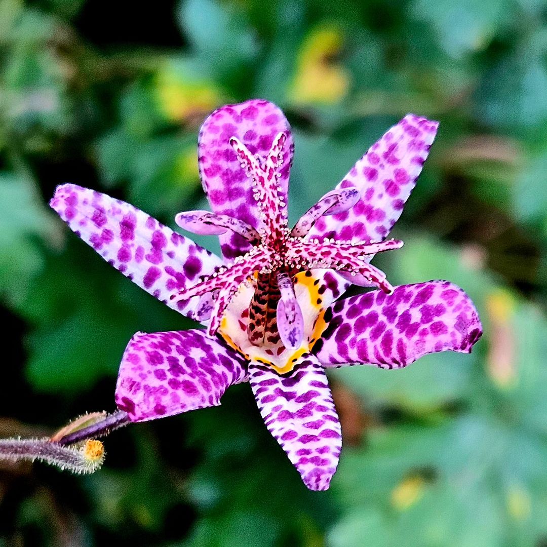 Close-up of a Toad Lily bloom in purple with white spots.