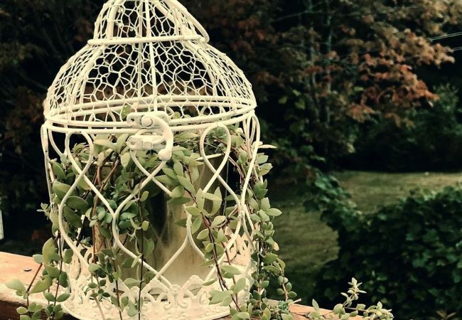 Trailing Stonecrop : A Beautiful and Easy-to-Grow Houseplant