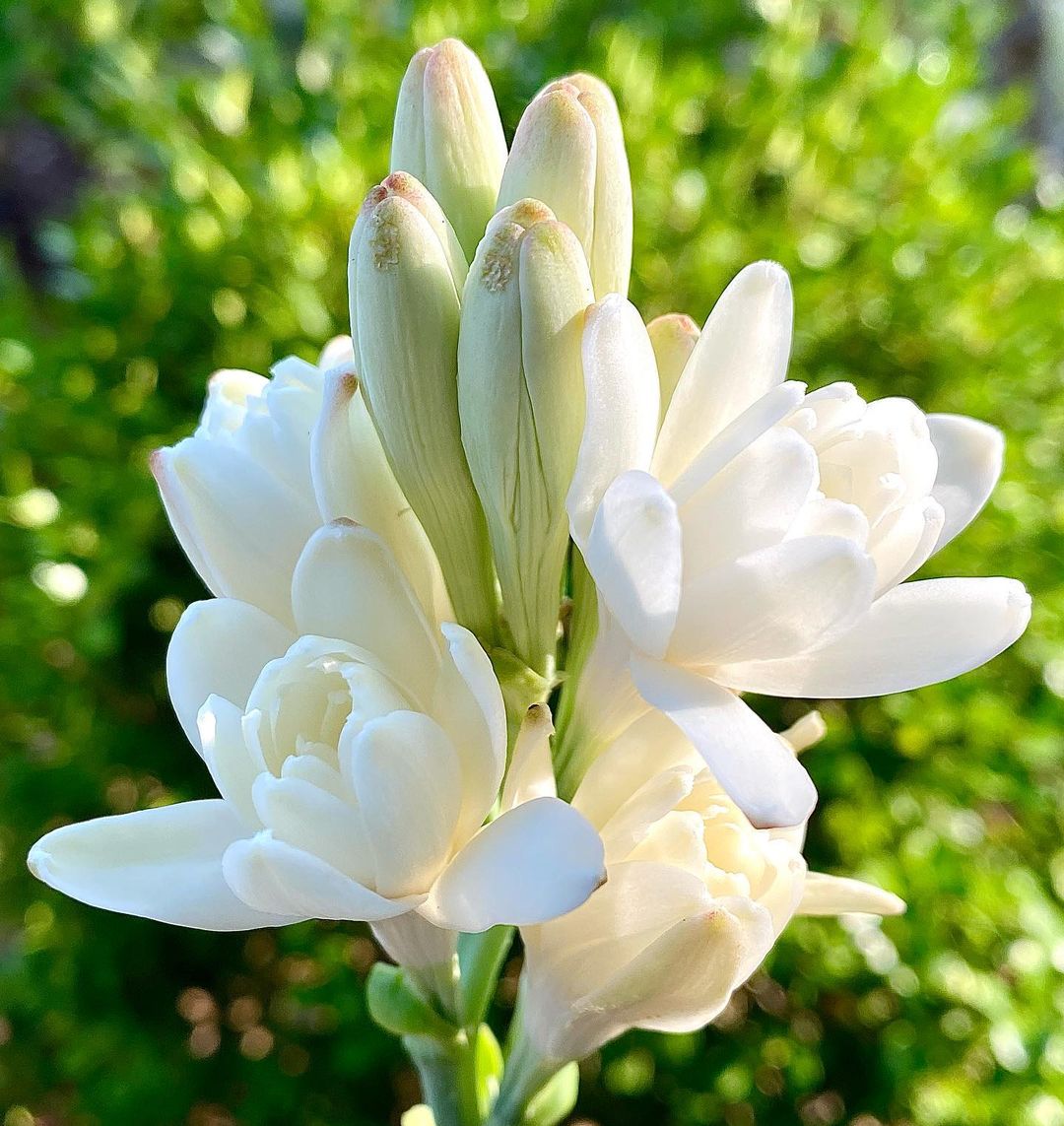 A tuberose flower in full bloom with green plants in the background.
