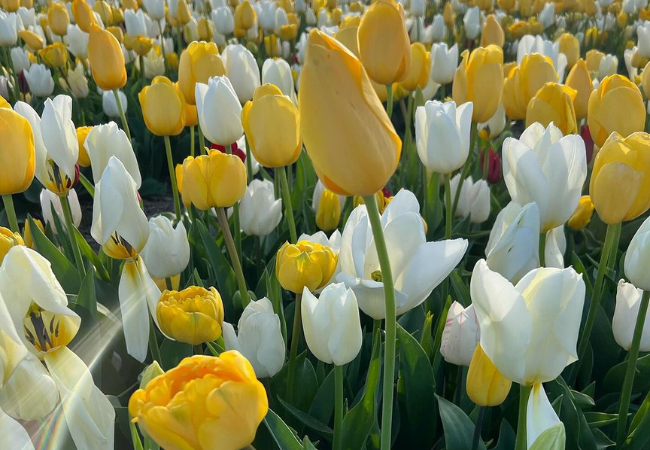 Tulips : Colorful Stars of Spring