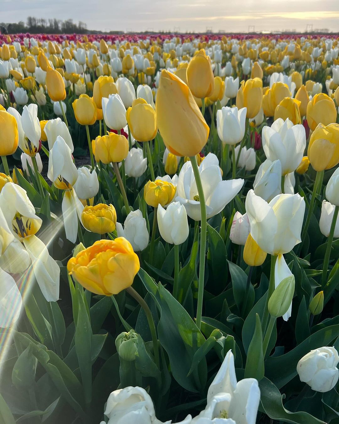 Beautiful tulips field showcasing a mix of yellow and white blossoms.