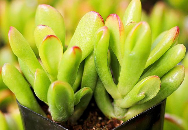 Types of Jade Plants : A Guide to Popular Varieties and Their Care