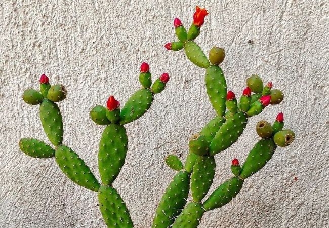 Cactus Roots: Types, Functions, and Care Tips