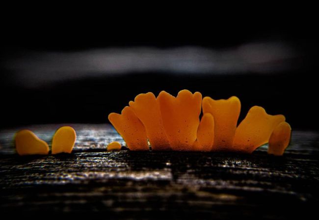 Understanding Orange Mold : Causes, Risks and Prevention Tips