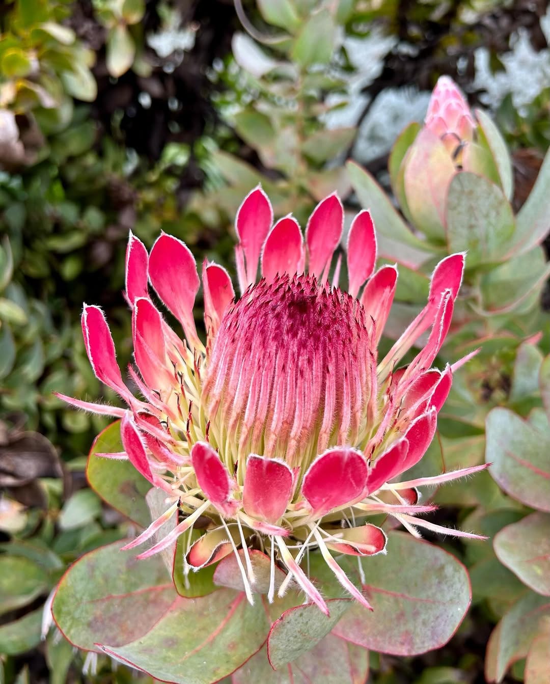 Understanding Sugarbushes (Protea)