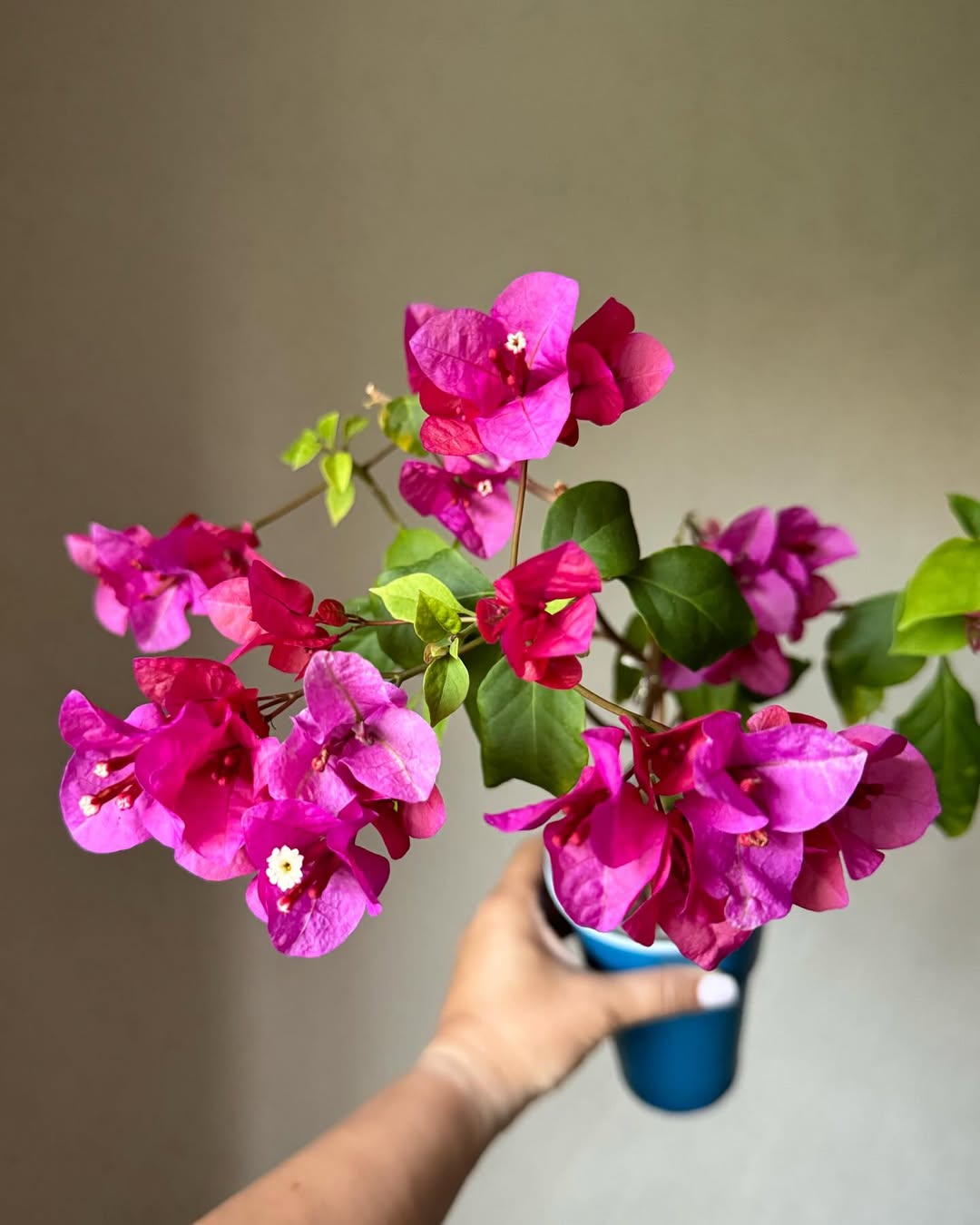 Bougainvillea