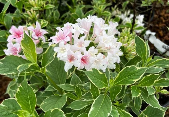 Weigela : A Colorful Delight for Your Garden