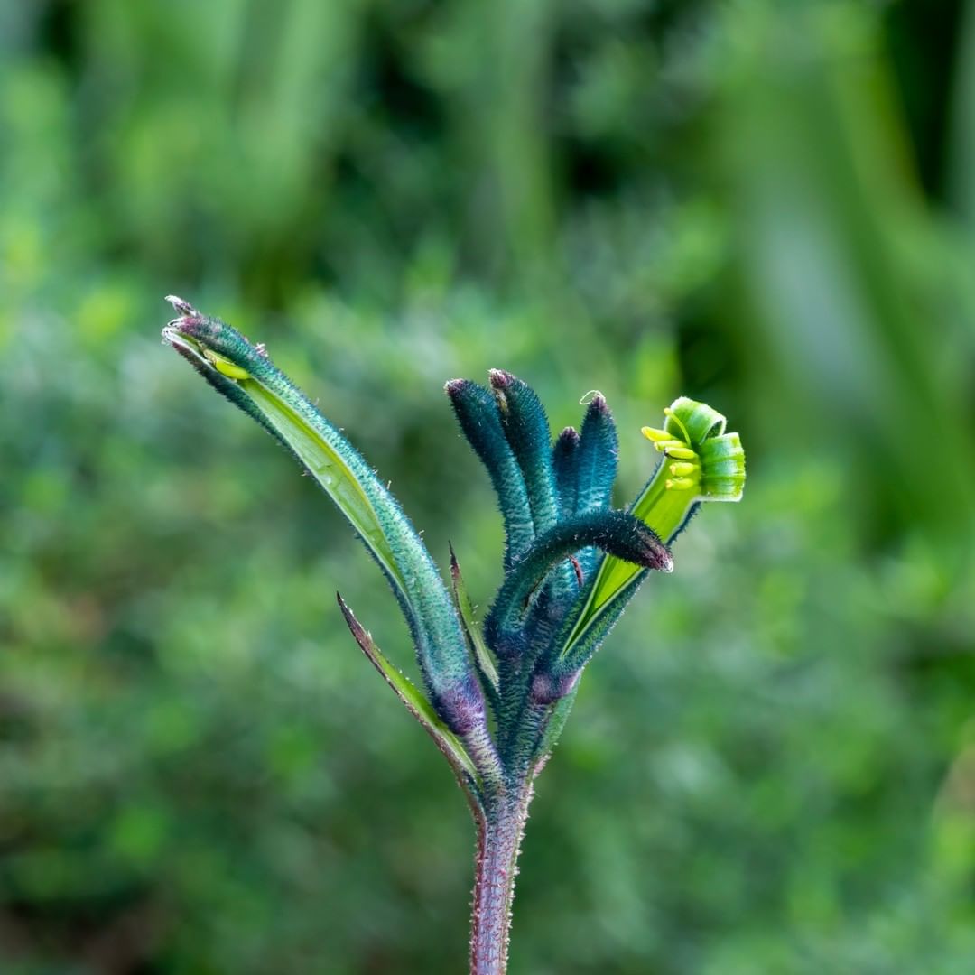 The Ultimate Guide to Growing Kangaroo Paw (Anigozanthos)