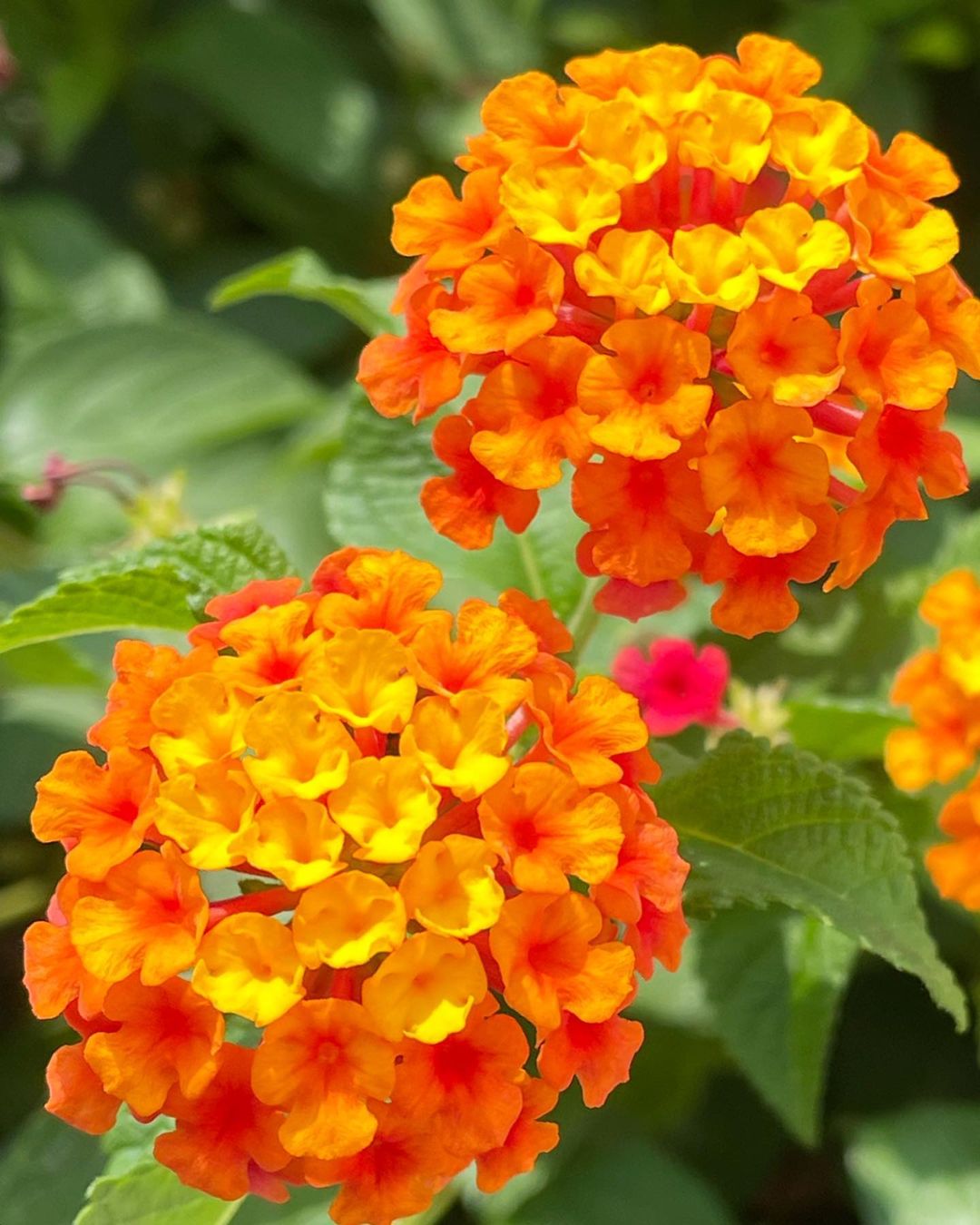 Lantana 