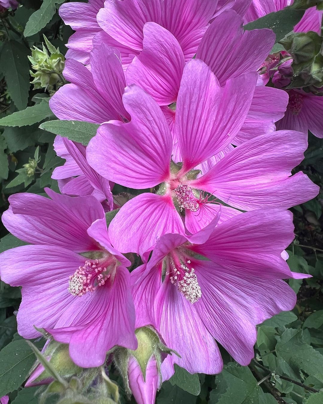 Garden close-up of beautiful pink Lavatera flowers.