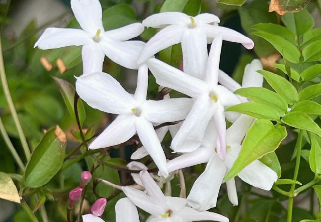 Winter Star Jasmine : A Cold-Season Beauty
