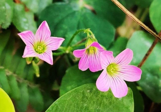 Wood Sorrels : A Delightful Addition to Your Garden