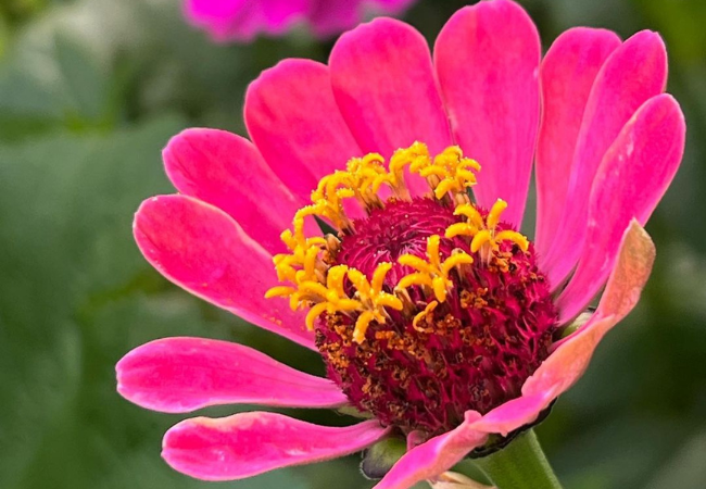 Zinnia Flowers: Your Complete Guide to Growing and Caring for These Vibrant Blooms