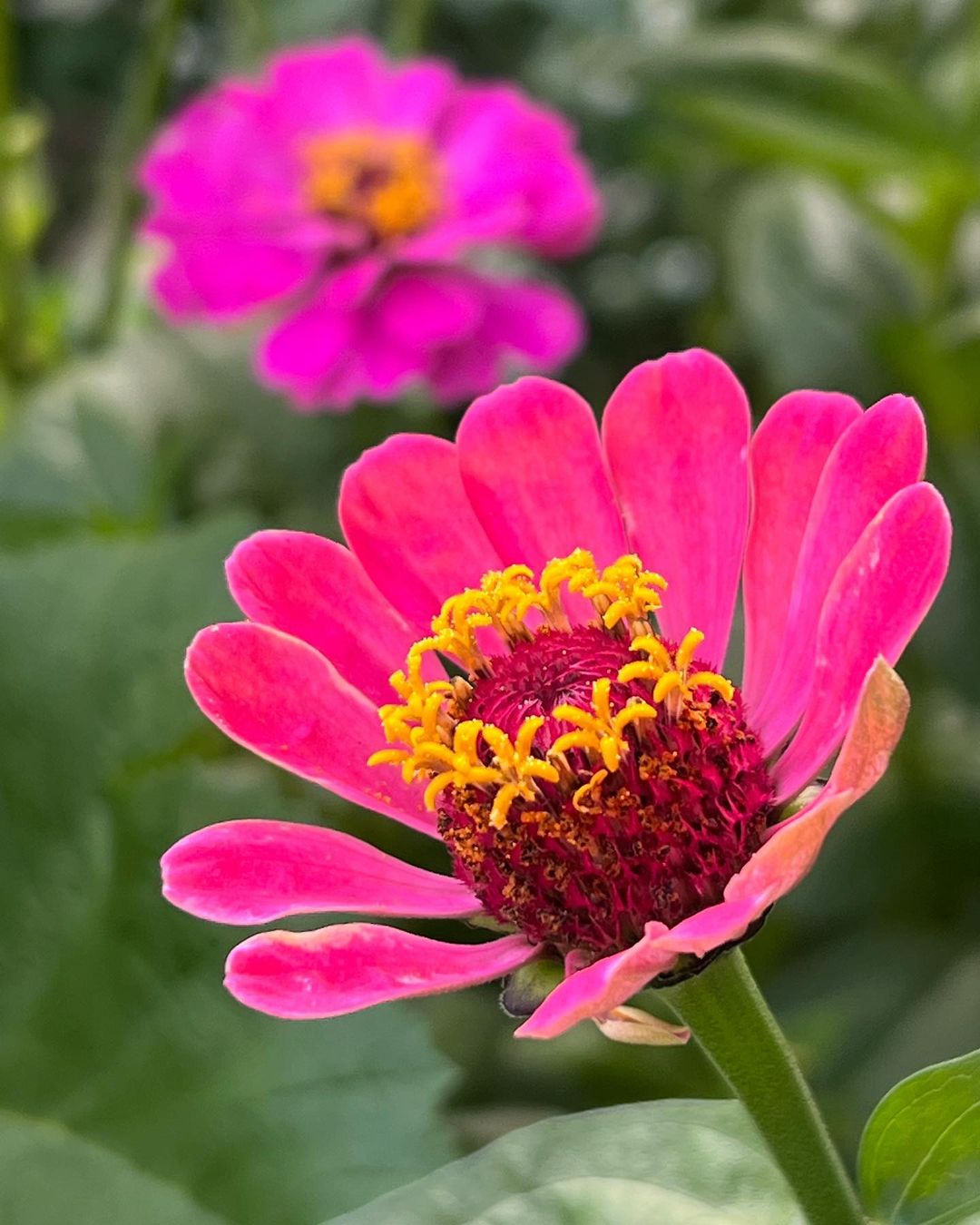 A pink Zinnias flower with a yellow center in a garden.