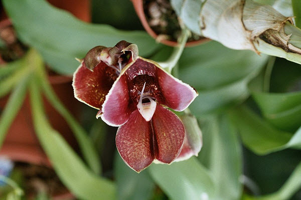 Catasetum orchids are unique, tropical orchids known for their distinctive, fragrant flowers and fascinating pollination mechanism.flowers that look like vaginas