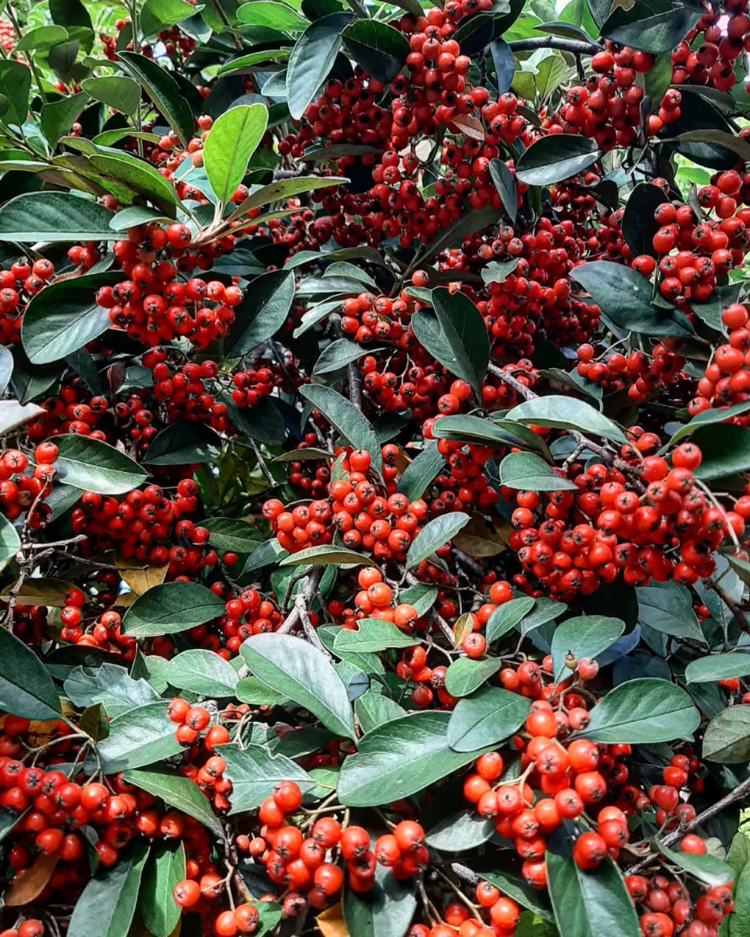 Cotoneaster Shrub