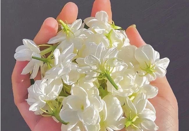 White Jasmine flowers held by a hand against a black background.