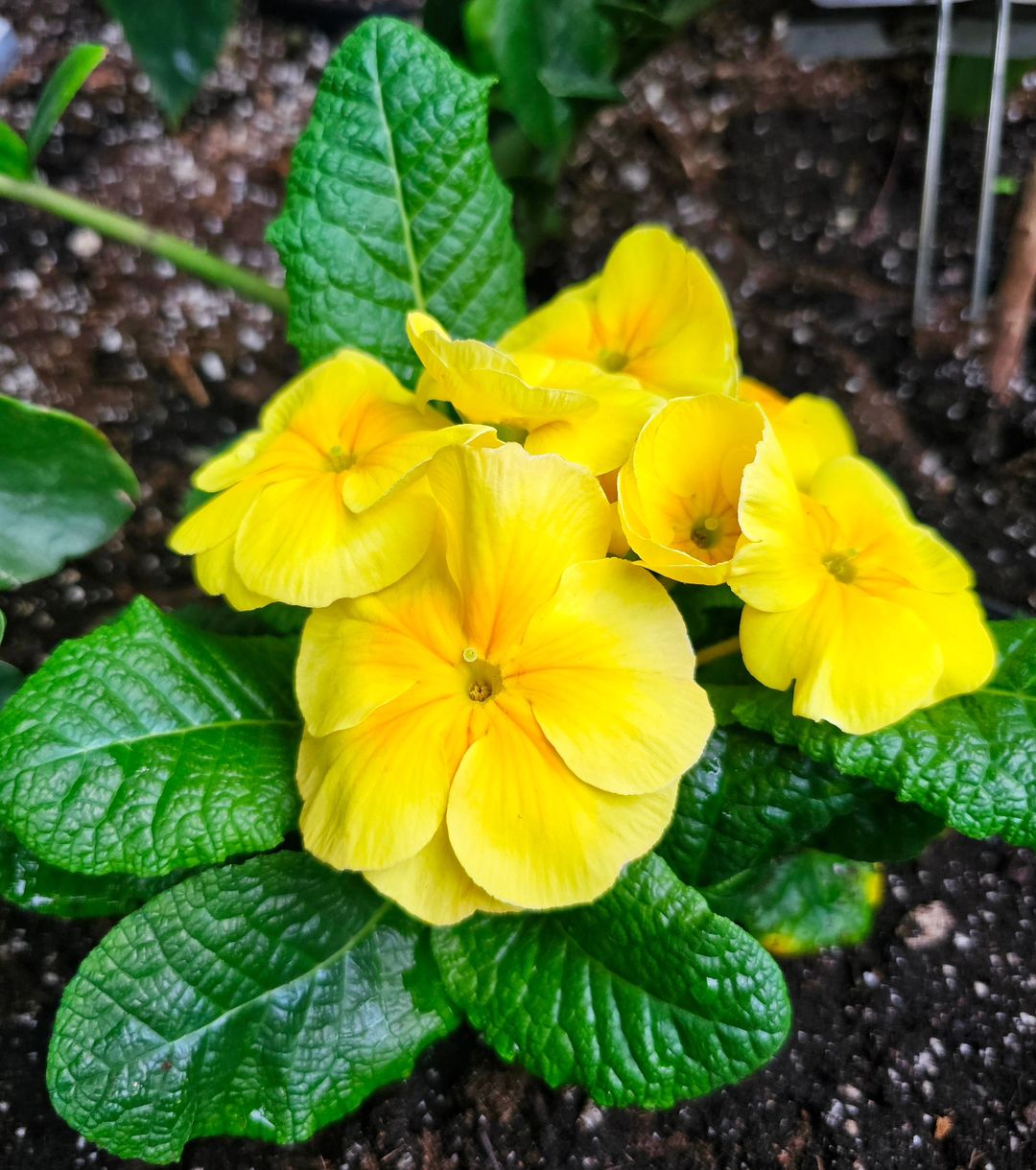 Primrose: Colorful Clusters