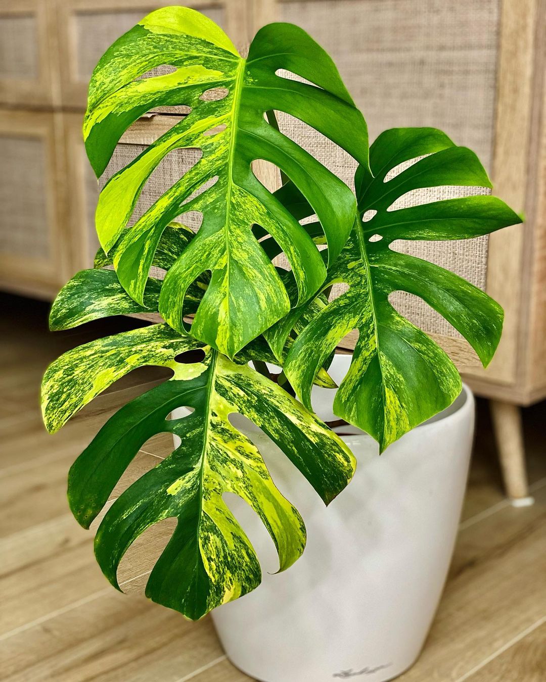 Monstera Aurea : The Ultimate Guide to Growing This Rare Variegated Beauty (2024)