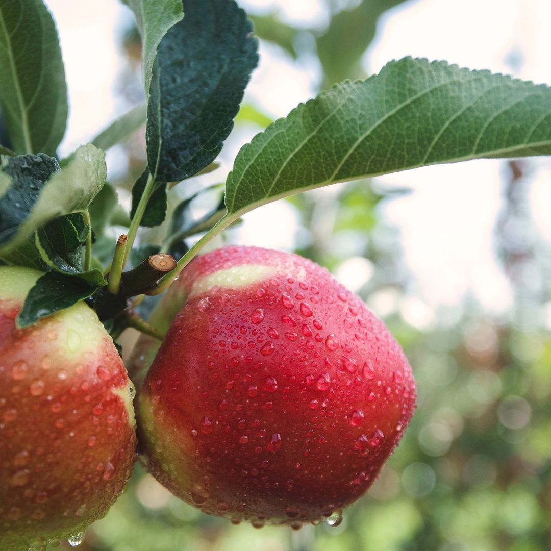 Apples are crisp, juicy fruits with a range of sweet to tart flavors, commonly enjoyed fresh or used in a variety of culinary dishes.