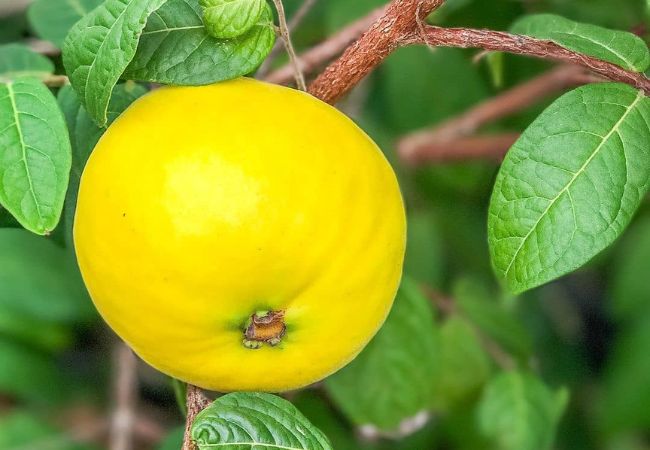 10 Amazing Fruits That Start With A : A Comprehensive Guide (2024)