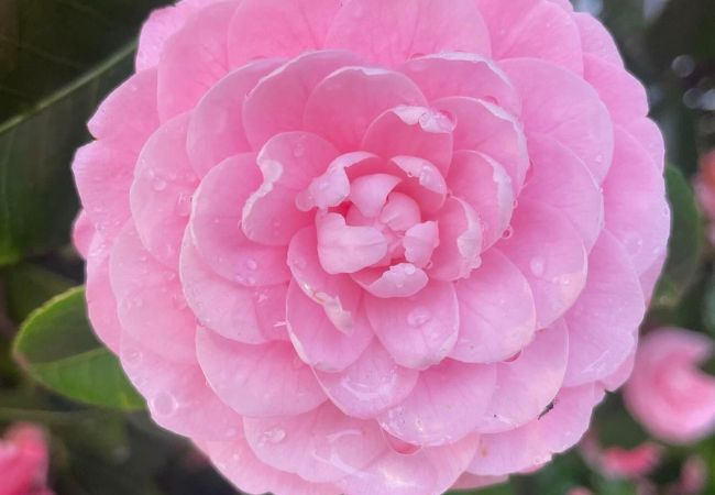 10 Beautiful Flowers Like Peonies : Alternatives for Your Garden (2024 Guide)