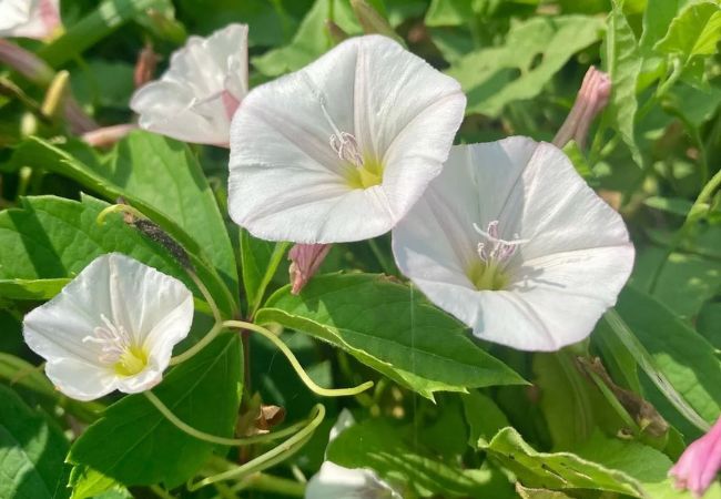 10 Most Common Weeds in Kansas Gardens : Identification and Control Guide (2024)