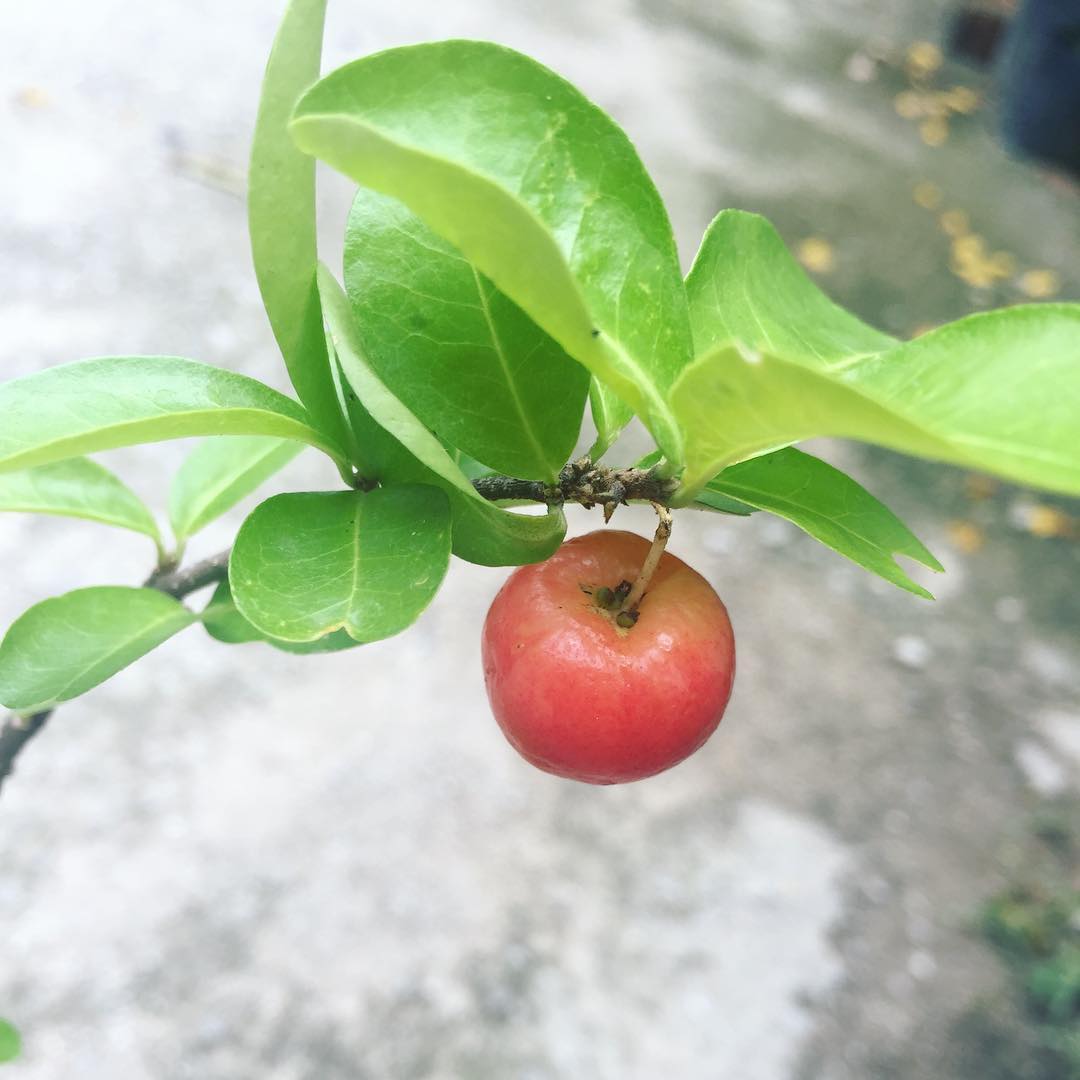 Acerola is a small, bright red cherry-like fruit known for its exceptionally high vitamin C content and tangy, slightly sweet flavor.
