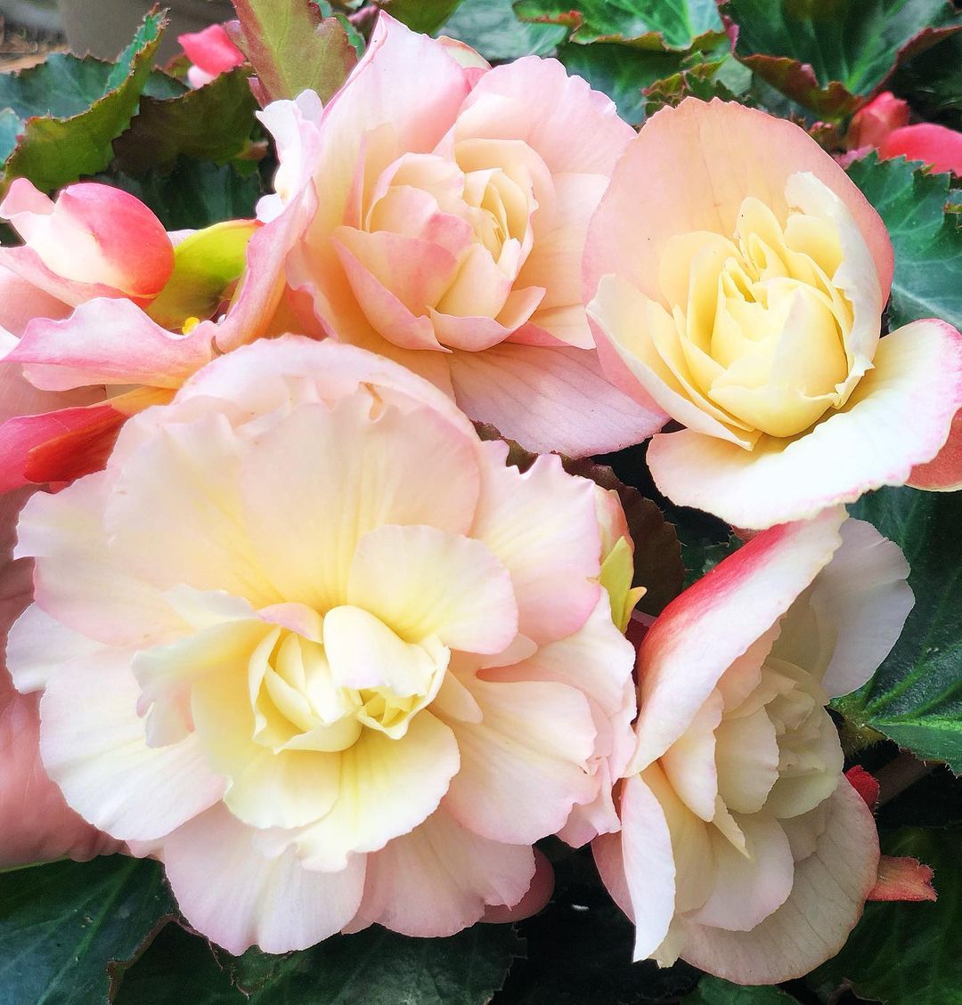 Double Begonias feature full, ruffled blooms with a rich, velvety texture, offering a stunning, lush display in a range of vibrant colors.
