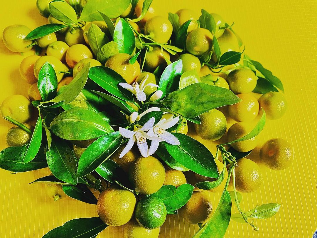 Calamansi is a small, sour citrus fruit with a tangy flavor and aromatic zest, commonly used in Filipino cuisine for its vibrant taste.