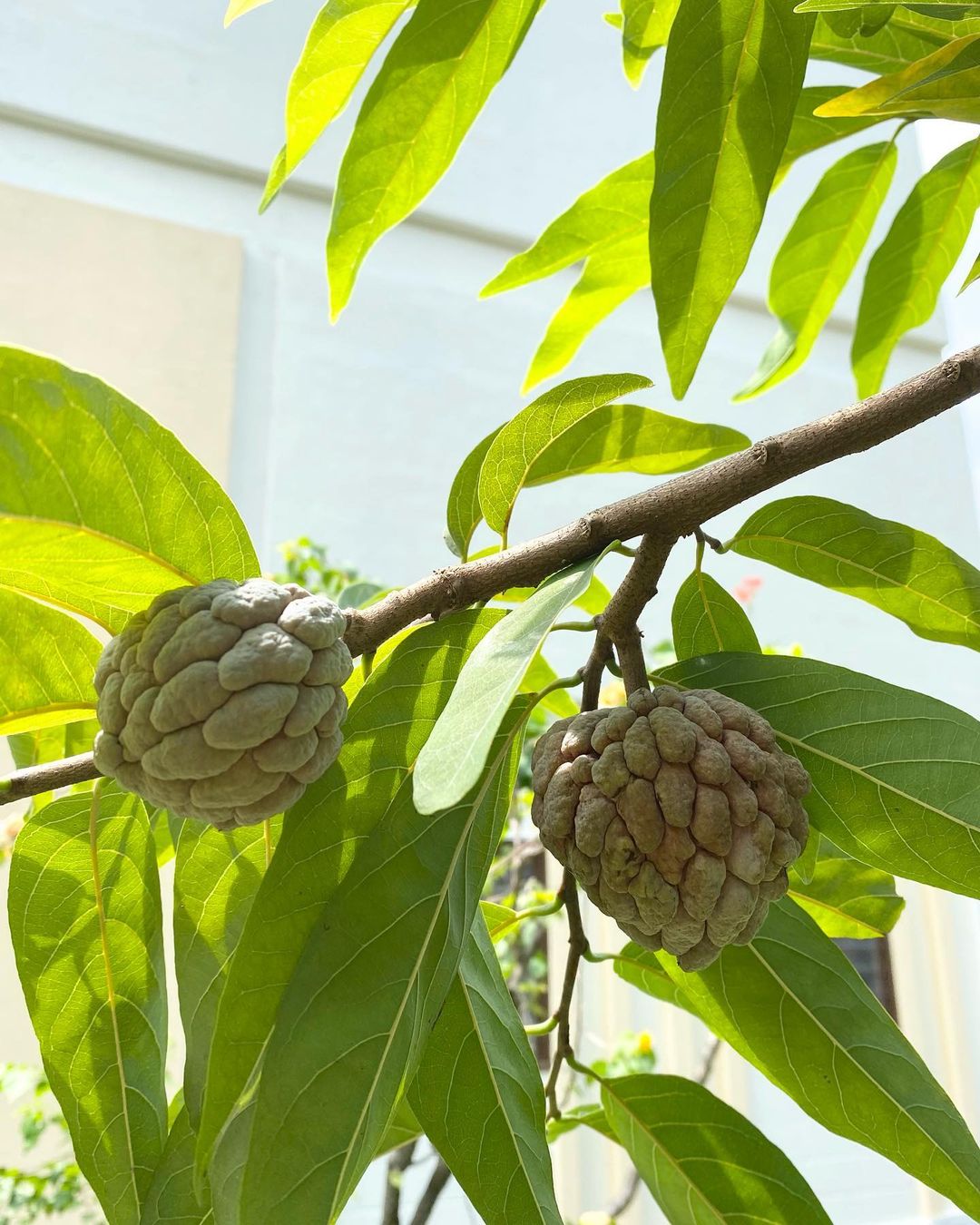 Custard apple is a tropical fruit with a creamy, sweet flesh and a textured, green skin, often enjoyed fresh or in desserts.