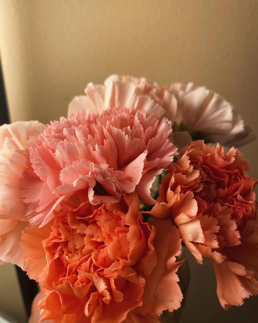 Carnations are popular flowering plants admired for their ruffled petals, wide range of colors, and long-lasting blooms.