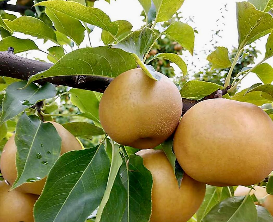 Asian pear is a crisp, apple-like fruit with a sweet, juicy flavor and a round, often tan or green skin, commonly enjoyed fresh or in salads.