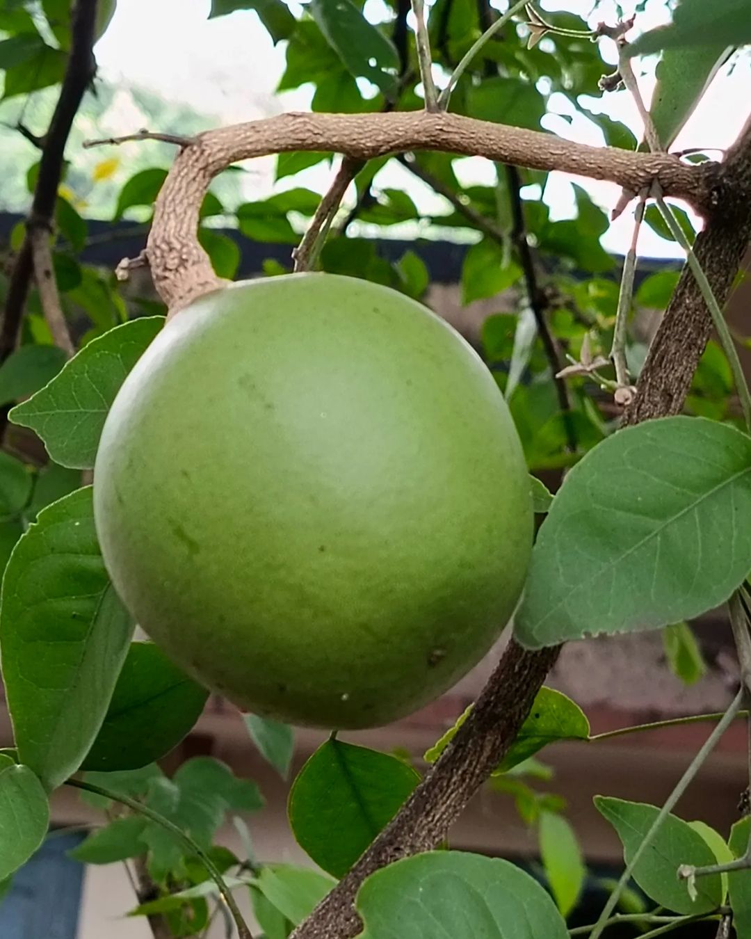 Bael fruit is a round, yellowish-brown fruit with a hard rind and aromatic, sweet-tart pulp filled with seeds, often used in traditional medicine and culinary dishes.
