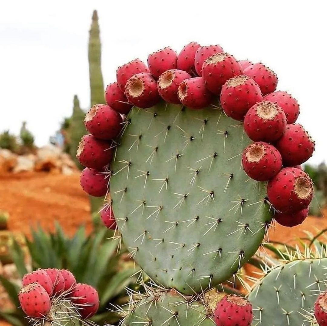 Cactus fruit, or prickly pear, is a vibrant, sweet-tart fruit with a slightly gritty texture and a striking, colorful flesh, commonly used in beverages and desserts.
