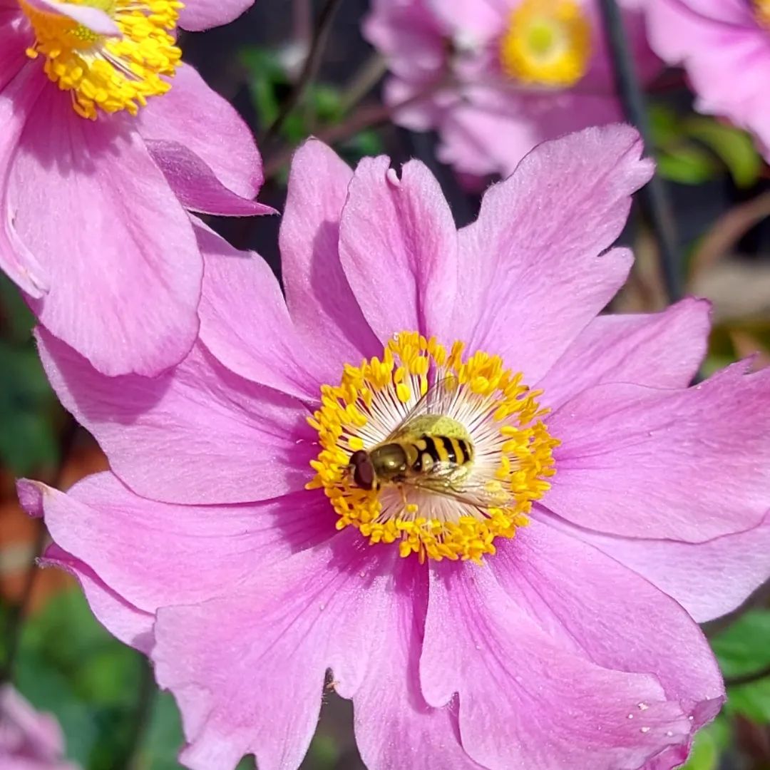 Japanese Anemone - flowers starting with J