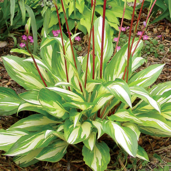 3. Hosta 