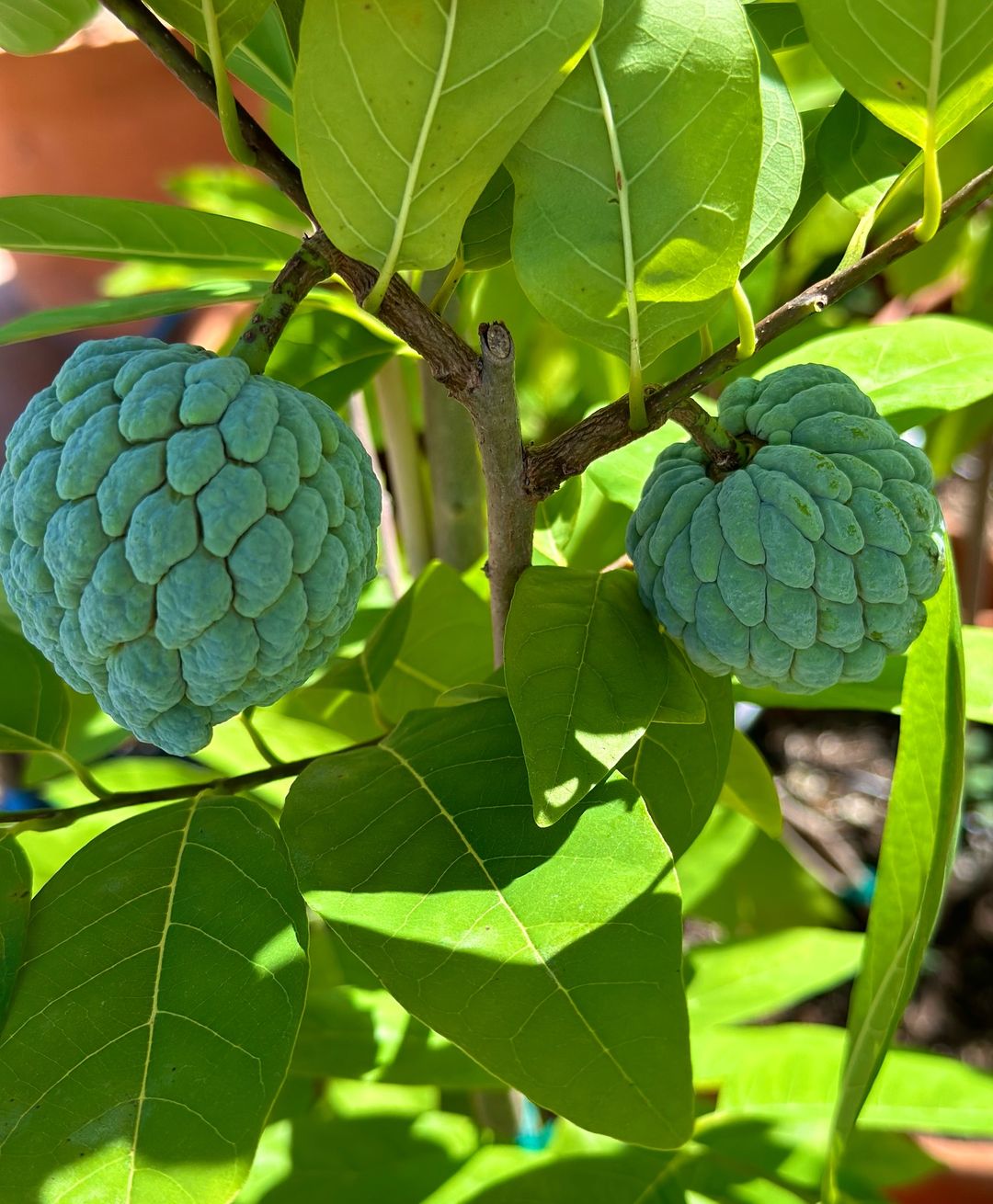 Annona, also known as custard apple, is a tropical fruit with a lumpy, green skin and a creamy, sweet flesh that resembles vanilla custard.
