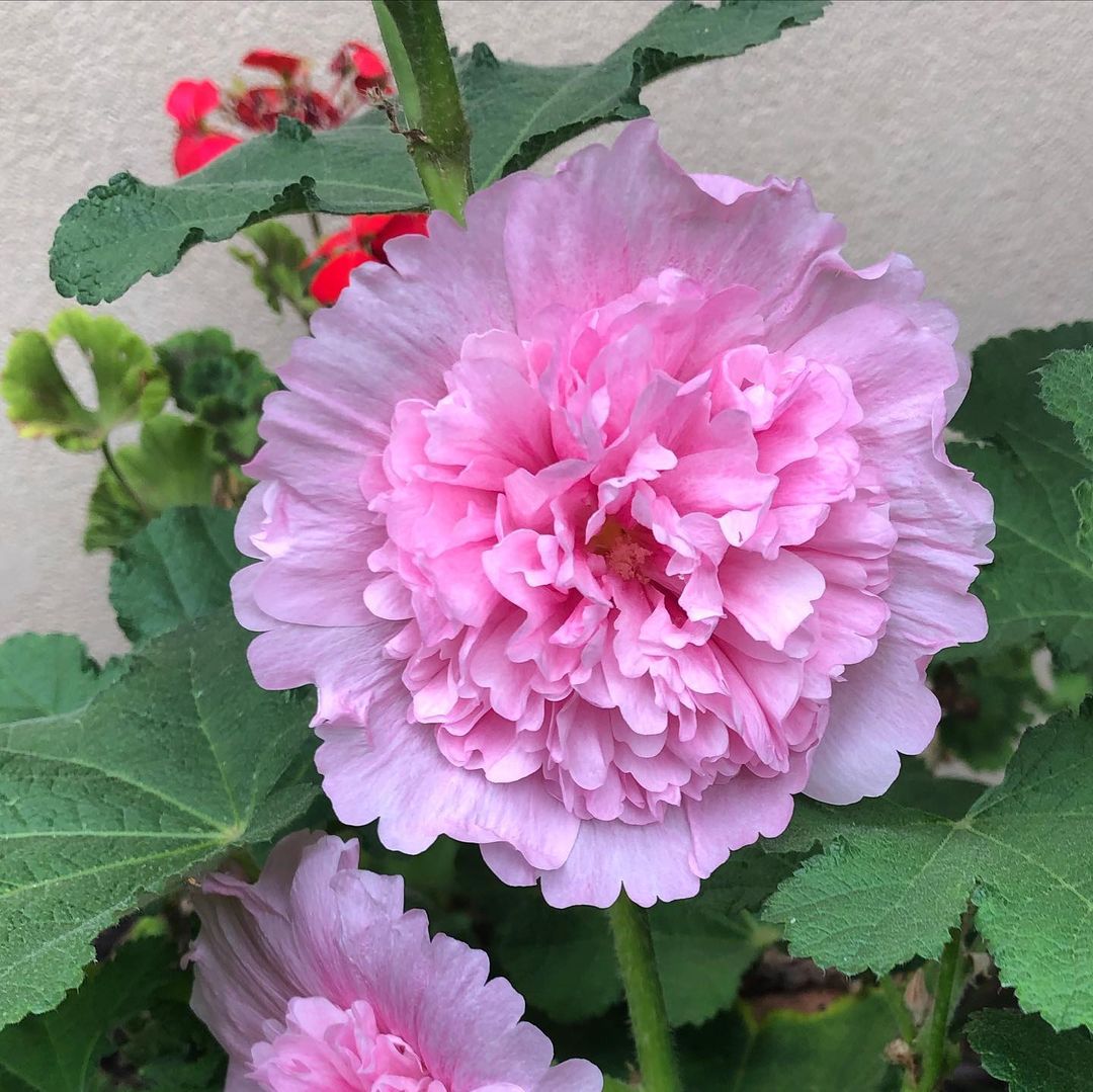 Double Hollyhocks are vibrant, showy flowers with lush, layered petals that create a dramatic, full-bodied appearance.