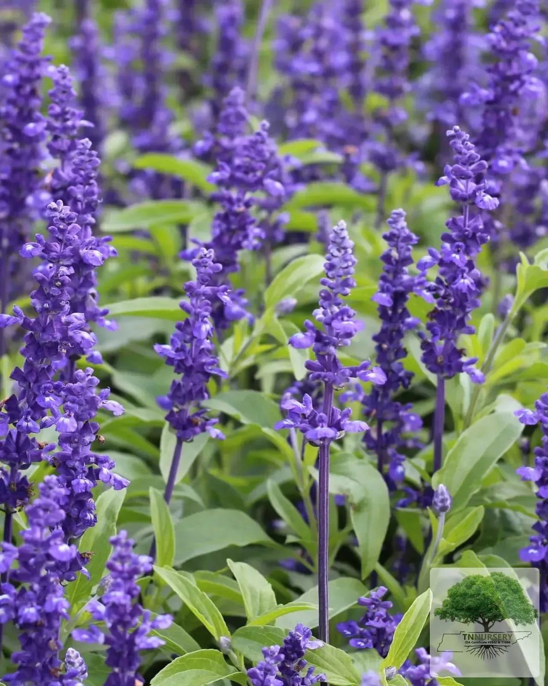 A dense arrangement of purple Ajuga flowers complemented by rich green foliage, showcasing nature