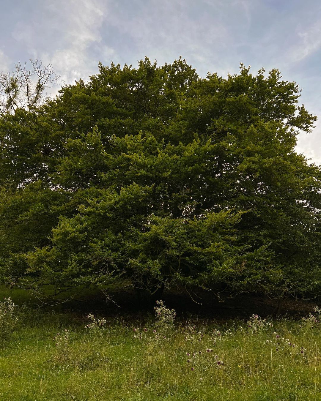 A majestic beech tree stands tall in a vast green field, showcasing its expansive canopy and sturdy trunk.