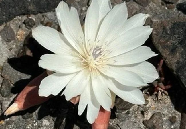 Bitterroot Flower (Lewisia rediviva) : Montana's Resilient State Flower (2024 Guide)