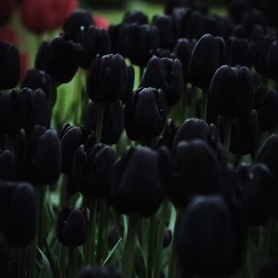  A cluster of elegant black tulips blooming in a lush garden, showcasing their unique dark petals against the greenery.