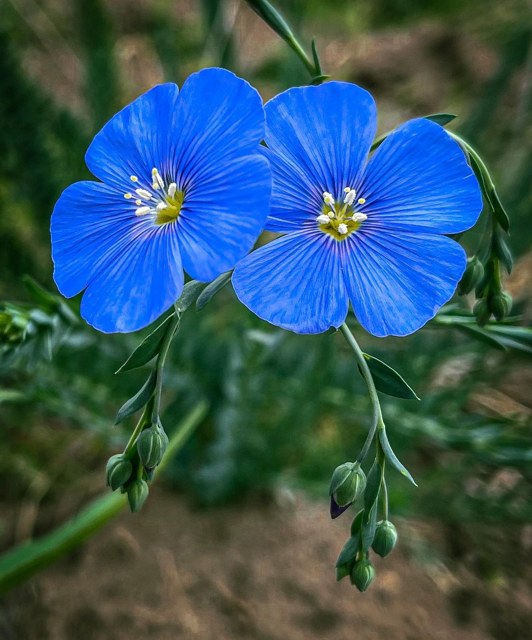 Blue Flax features delicate, sky-blue flowers that dance in the breeze, adding a touch of serenity to any landscape.