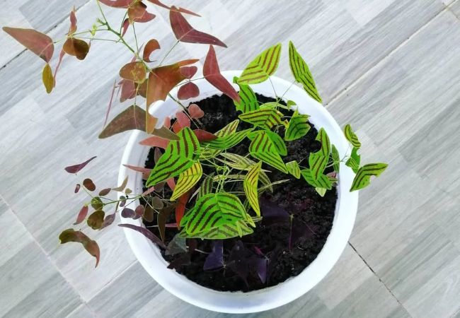 Butterfly Wings Plant : Care Tips and Guide