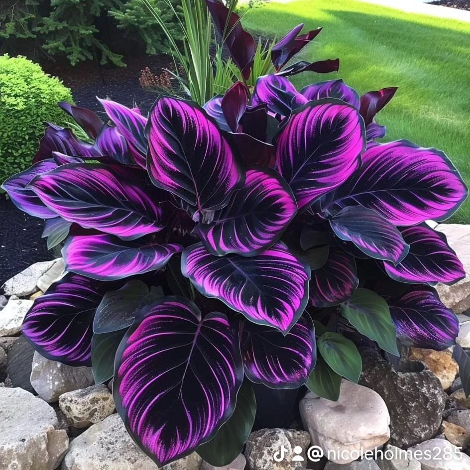 Calathea Couture is a stunning houseplant with strikingly patterned, vibrant leaves that add a touch of tropical  elegance to any indoor space. Calathea Couture