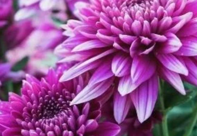 Chrysanthemums : November