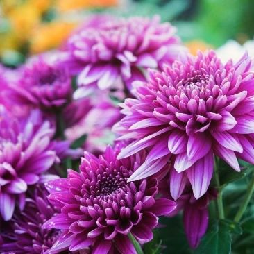 Chrysanthemum