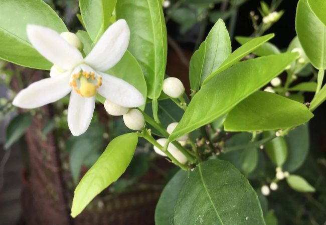 Clementine Flowers : Growing and Caring for These Citrus Blossoms